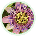 Passiflora